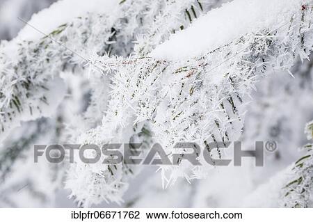 Stock Image - Fir branch detail with hoarfrost, Switzerland, Europe. Fotosearch