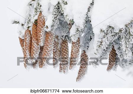 Fir cone with hoarfrost, Switzerland, Europe View Large Photo Image Picture - Fir cone with hoarfrost, Switzerland, Europe. Fotosearch