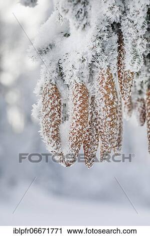 Fir cone with hoarfrost, Switzerland, Europe View Large Photo Image Stock Image - Fir cone with hoarfrost, Switzerland, Europe. Fotosearch