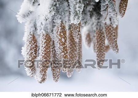 Stock Image - Fir cone with hoarfrost, Switzerland, Europe. Fotosearch