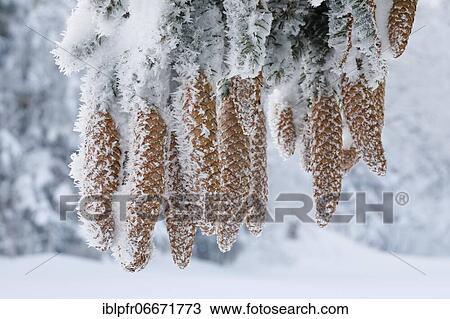 Stock Image - Fir cone with hoarfrost, Switzerland, Europe. Fotosearch