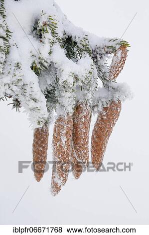 Stock Photo - Fir cone with hoarfrost, Switzerland, Europe. Fotosearch