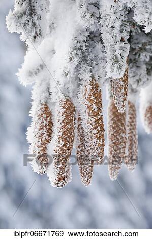 Fir cone with hoarfrost, Switzerland, Europe View Large Photo Image Stock Photo - Fir cone with hoarfrost, Switzerland, Europe. Fotosearch