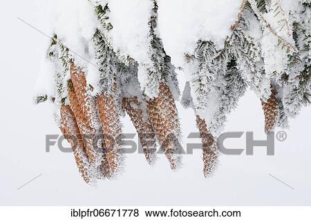 Fir cone with hoarfrost, Switzerland, Europe View Large Photo Image Stock Photo - Fir cone with hoarfrost, Switzerland, Europe. Fotosearch
