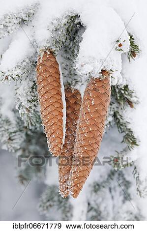 Stock Photo - Fir cone with hoarfrost, Switzerland, Europe. Fotosearch