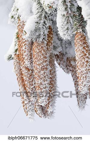 Fir cone with hoarfrost, Switzerland, Europe View Large Photo Image Stock Photography - Fir cone with hoarfrost, Switzerland, Europe. Fotosearch