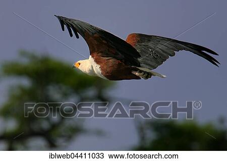 Fish eagle (Haliaeetus vocifer) in flight, Okavango Delta, Botswana, Africa View Large Photo Image Stock Image - Fish eagle (Haliaeetus vocifer) in flight, Okavango Delta, Botswana, Africa. Fotosearch
