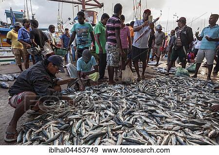 Stock Photo - Fish for sale at fish market, Beruwela, Western Province, Sri Lanka, Asia. Fotosearch