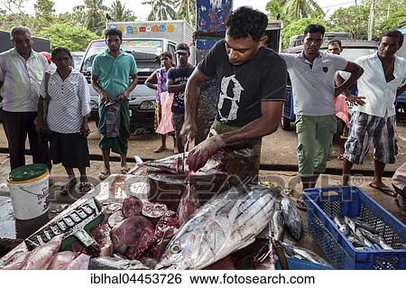 Fish seller, local man gutting freshly caught fish, fish market, Beruwela, Western Province, Sri Lanka, Asia View Large Photo Image Stock Photograph - Fish seller, local man gutting freshly caught fish, fish market, Beruwela, Western Province, Sri Lanka, Asia. Fotosearch