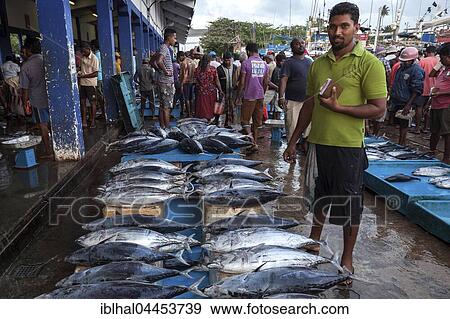 Fish, tuna for sale at fish market, Beruwela, Western Province, Sri Lanka, Asia View Large Photo Image Stock Photo - Fish, tuna for sale at fish market, Beruwela, Western Province, Sri Lanka, Asia. Fotosearch