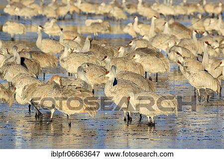 Stock Photo - Flock of Canada cranes standing in the water, Bosque del Apache National Wildlife Refuge, New Mexico, USA, North America. Fotosearch