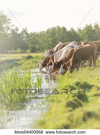 Flock of cows on pasture drinking water from a river, Sweden, Europe View Large Photo Image Stock Photo - Flock of cows on pasture drinking water from a river, Sweden, Europe. Fotosearch