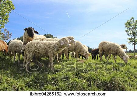 Stock Image - Flock of domestic sheep (Ovis sp. ) in meadow, Sennalp, Bad Hindelang, Bavaria, Germany, Europe. Fotosearch