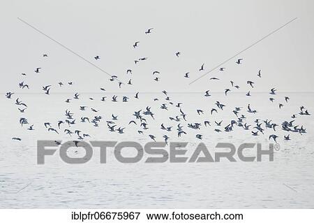 Stock Photo - Flock of seagulls, Scotland, Great Britain. Fotosearch