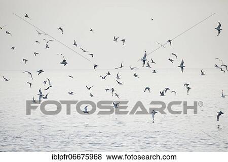 Stock Photo - Flock of seagulls, Scotland, Great Britain. Fotosearch