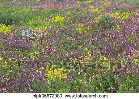 Flower meadow, Great Britain View Large Photo Image Stock Image - Flower meadow, Great Britain. Fotosearch