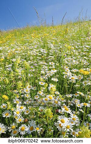 Stock Image - Flower meadow, Zurich Oberland, Switzerland, Europe. Fotosearch