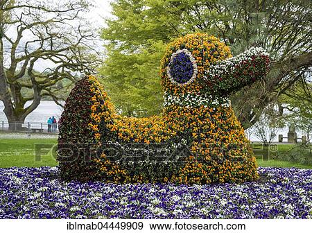 Flower sculpture, duck made of flowers, Mainau, Lake Constance, Baden-Württemberg, Germany, Europe View Large Photo Image Stock Photo - Flower sculpture, duck made of flowers, Mainau, Lake Constance, Baden-Württemberg, Germany, Europe. Fotosearch