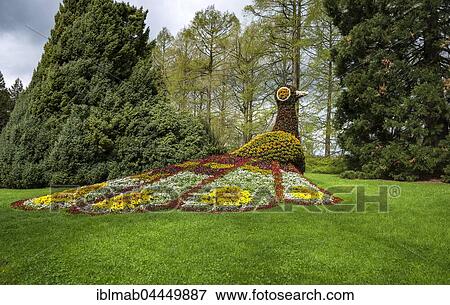Flower sculpture, peacock made of flowers, Mainau, Lake Constance, Baden-Württemberg, Germany, Europe View Large Photo Image Stock Photo - Flower sculpture, peacock made of flowers, Mainau, Lake Constance, Baden-Württemberg, Germany, Europe. Fotosearch