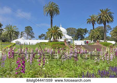 Stock Photo - Flowerbed, foxglove (Digitalis purpurea ssp. ), Conservatory of Flowers, Golden Gate Park, San Francisco, California, USA, North America. Fotosearch