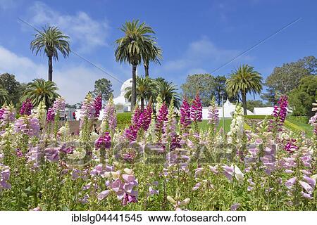 Flowerbed, foxglove (Digitalis purpurea ssp. ), Conservatory of Flowers, Golden Gate Park, San Francisco, California, USA, North America View Large Photo Image Stock Photography - Flowerbed, foxglove (Digitalis purpurea ssp. ), Conservatory of Flowers, Golden Gate Park, San Francisco, California, USA, North America. Fotosearch