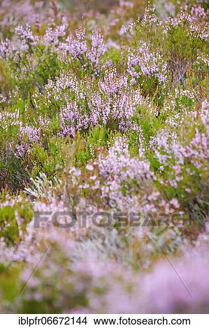 Picture - Flowering heather, heather. Fotosearch