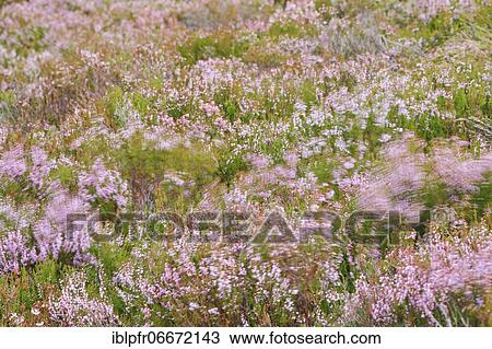 Stock Image - Flowering heather, heather. Fotosearch