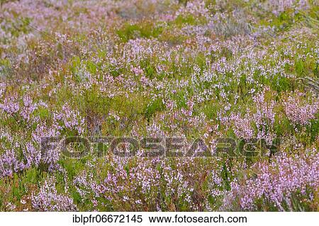 Stock Photography - Flowering heather, heather. Fotosearch