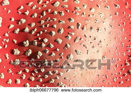 Fly agaric (Amanita muscaria) var. muscaria, Black Forest, Germany, Europe View Large Photo Image Stock Photograph - Fly agaric (Amanita muscaria) var. muscaria, Black Forest, Germany, Europe. Fotosearch