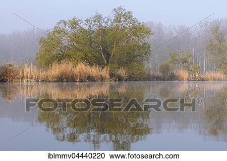 Fog at lake, Peenetal Nature Park, Mecklenburg-Western Pomerania, Germany, Europe View Large Photo Image Stock Image - Fog at lake, Peenetal Nature Park, Mecklenburg-Western Pomerania, Germany, Europe. Fotosearch