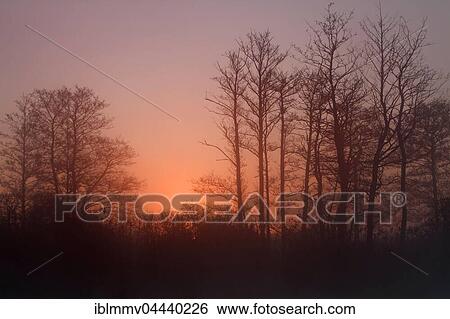 Foggy atmosphere, sunset, Peenetal Nature Park, Mecklenburg-Western Pomerania, Germany, Europe View Large Photo Image Stock Photograph - Foggy atmosphere, sunset, Peenetal Nature Park, Mecklenburg-Western Pomerania, Germany, Europe. Fotosearch