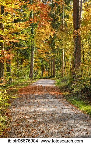 Foliage-covered forest path in the Zurich Oberland, Switzerland, Europe View Large Photo Image Picture - Foliage-covered forest path in the Zurich Oberland, Switzerland, Europe. Fotosearch