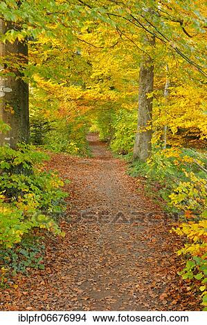Foliage-covered forest path in the Zurich Oberland, Switzerland, Europe View Large Photo Image Picture - Foliage-covered forest path in the Zurich Oberland, Switzerland, Europe. Fotosearch