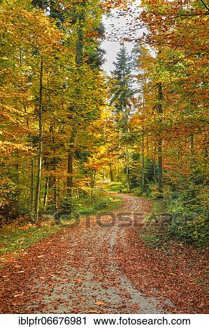 Foliage-covered forest path in the Zurich Oberland, Switzerland, Europe View Large Photo Image Stock Image - Foliage-covered forest path in the Zurich Oberland, Switzerland, Europe. Fotosearch