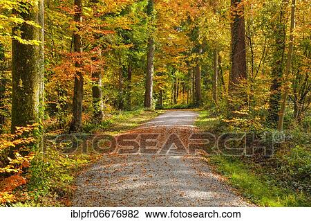 Foliage-covered forest path in the Zurich Oberland, Switzerland, Europe View Large Photo Image Stock Image - Foliage-covered forest path in the Zurich Oberland, Switzerland, Europe. Fotosearch
