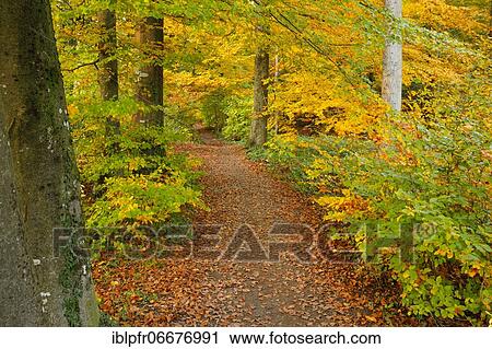 Foliage-covered forest path in the Zurich Oberland, Switzerland, Europe View Large Photo Image Stock Image - Foliage-covered forest path in the Zurich Oberland, Switzerland, Europe. Fotosearch