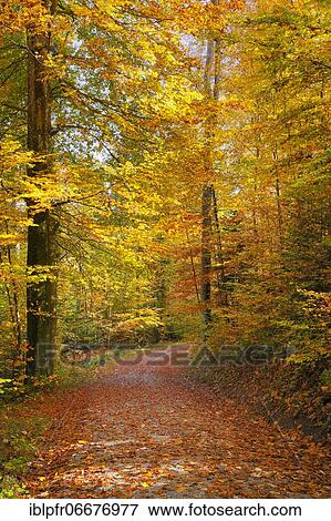 Foliage-covered forest path in the Zurich Oberland, Switzerland, Europe View Large Photo Image Stock Photo - Foliage-covered forest path in the Zurich Oberland, Switzerland, Europe. Fotosearch