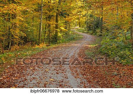 Foliage-covered forest path in the Zurich Oberland, Switzerland, Europe View Large Photo Image Stock Photo - Foliage-covered forest path in the Zurich Oberland, Switzerland, Europe. Fotosearch