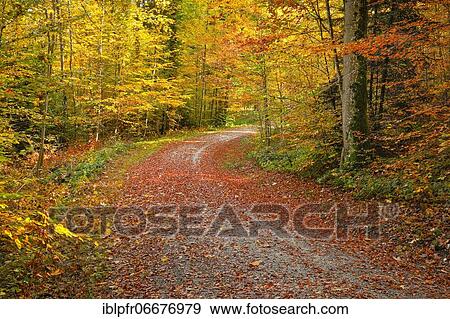 Foliage-covered forest path in the Zurich Oberland, Switzerland, Europe View Large Photo Image Stock Photo - Foliage-covered forest path in the Zurich Oberland, Switzerland, Europe. Fotosearch