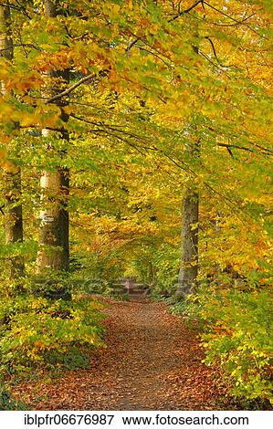 Foliage-covered forest path in the Zurich Oberland, Switzerland, Europe View Large Photo Image Stock Photo - Foliage-covered forest path in the Zurich Oberland, Switzerland, Europe. Fotosearch