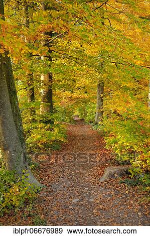 Foliage-covered forest path in the Zurich Oberland, Switzerland, Europe View Large Photo Image Stock Photo - Foliage-covered forest path in the Zurich Oberland, Switzerland, Europe. Fotosearch