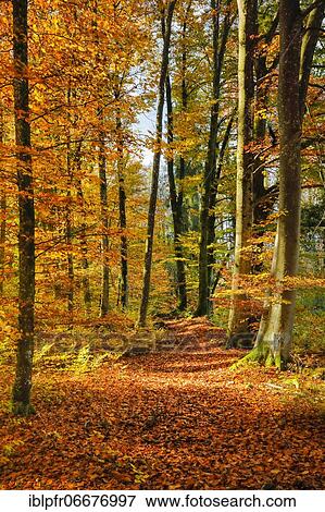 Stock Photo - Foliage-covered forest path in the Zurich Oberland, Switzerland, Europe. Fotosearch