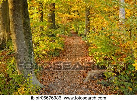 Foliage-covered forest path in the Zurich Oberland, Switzerland, Europe View Large Photo Image Stock Photograph - Foliage-covered forest path in the Zurich Oberland, Switzerland, Europe. Fotosearch