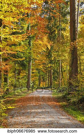 Foliage-covered forest path in the Zurich Oberland, Switzerland, Europe View Large Photo Image Stock Photography - Foliage-covered forest path in the Zurich Oberland, Switzerland, Europe. Fotosearch