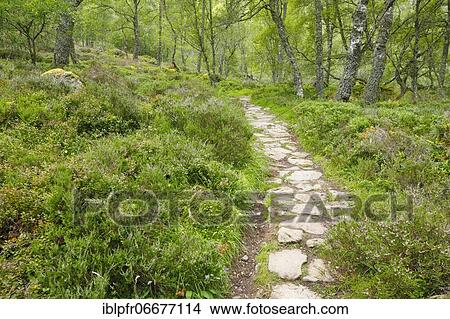 Footpath in birch forest, Craigellachie National Nature Reserve, Scotland, United Kingdom, Europe View Large Photo Image Picture - Footpath in birch forest, Craigellachie National Nature Reserve, Scotland, United Kingdom, Europe. Fotosearch