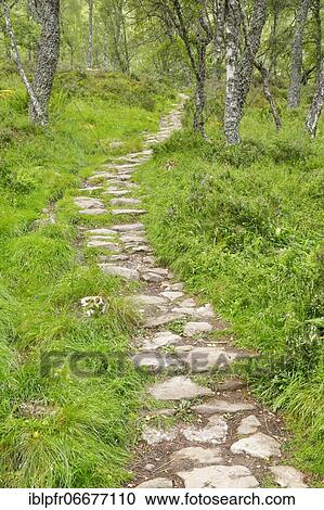 Footpath in birch forest, Craigellachie National Nature Reserve, Scotland, United Kingdom, Europe View Large Photo Image Stock Image - Footpath in birch forest, Craigellachie National Nature Reserve, Scotland, United Kingdom, Europe. Fotosearch