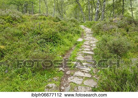 Footpath in birch forest, Craigellachie National Nature Reserve, Scotland, United Kingdom, Europe View Large Photo Image Stock Image - Footpath in birch forest, Craigellachie National Nature Reserve, Scotland, United Kingdom, Europe. Fotosearch