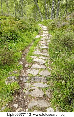 Footpath in birch forest, Craigellachie National Nature Reserve, Scotland, United Kingdom, Europe View Large Photo Image Stock Image - Footpath in birch forest, Craigellachie National Nature Reserve, Scotland, United Kingdom, Europe. Fotosearch
