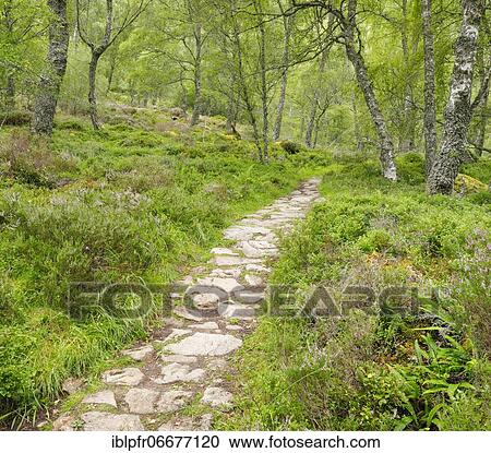 Footpath in birch forest, Craigellachie National Nature Reserve, Scotland, United Kingdom, Europe View Large Photo Image Stock Image - Footpath in birch forest, Craigellachie National Nature Reserve, Scotland, United Kingdom, Europe. Fotosearch
