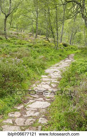 Stock Image - Footpath in birch forest, Craigellachie National Nature Reserve, Scotland, United Kingdom, Europe. Fotosearch